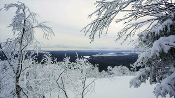 Winter Landschaft Schnee Hintergrund mit Bäume hart Winter Landschaft mit schneebedeckt Bäume Natur Ast. Video. gefroren Wald und Wiesen im Karpaten Panorama. Bäume bedeckt durch Schnee foto