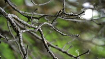 schwingen Baum Ast im das Wald. Lager Filmaufnahme. schön Tierwelt im das Wald foto