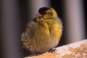 ein Gelb Vogel Sitzung auf ein Leiste foto