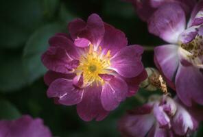 ein lila Rose mit Gelb Center ist gezeigt foto