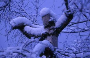 ein Baum bedeckt im Schnee mit ein Blau Himmel foto