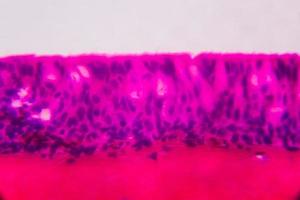 Anodonta Kiemen Flimmerepithel unter dem Mikroskop - abstrakte rosa und violette Farbe auf weißem Hintergrund foto