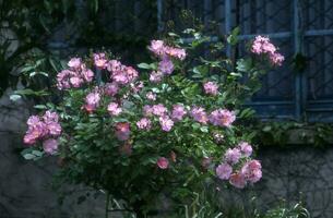 ein Busch von Rosa Rosen im Vorderseite von ein Blau Gebäude foto