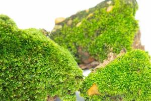 eine Nahaufnahme der Oberfläche des grünen Moos. vor weißem Hintergrund foto