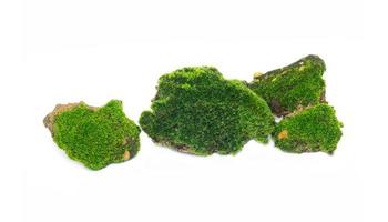 grünes Moos auf weißem Hintergrund. Sie wurden auf einem Felsvorsprung inmitten eines tropischen Regenwaldes geboren. Gruppendesign foto