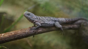 Madagaskar Mauersegler im Terrarium foto