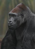 westlicher gorilla ruht