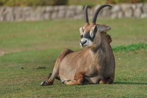 Roan Antilope auf Gras foto