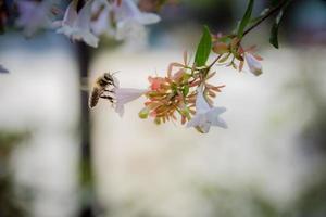 Biene auf weißer Blume foto