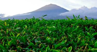 schön Aussicht von Tee Plantagen im Kerinci, Jambi foto