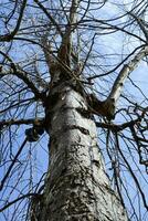 blattlos Baum Geäst gegen das Blau Himmel foto