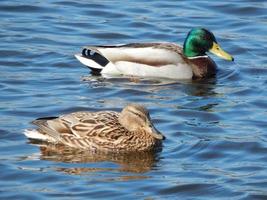 Enten schwimmen auf dem Wasser foto