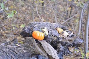 kleiner Herbstkürbis für Halloween im Wald foto