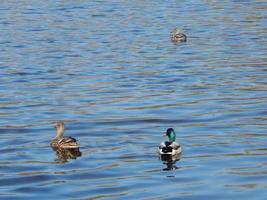 Enten schwimmen auf dem Wasser foto