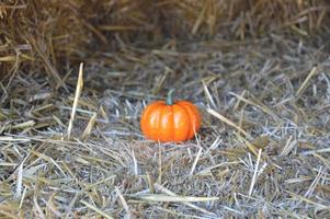 kleiner Herbstkürbis für Halloween im Wald foto