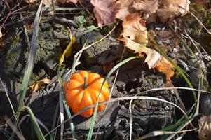 kleiner Herbstkürbis für Halloween im Wald foto