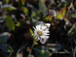 Herbstblumen in der Sonne im Garten foto