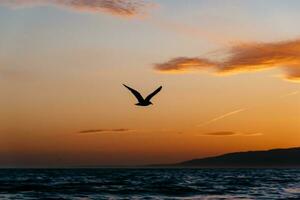 Vogel fliegt in den Sonnenuntergang foto