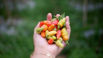 ein Bündel von frisch rot Chilischoten oder Paprika frutescens oder cabai Merah rawit auf Hand, geerntet von Felder durch indonesisch lokal Bauern. selektiv Fokus von heiß Chili Pfeffer Lager Bilder foto