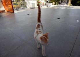 Katzen im Ferienort Marmaris in der Türkei foto