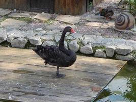 Vögel in der Voliere und Natur Schwäne Blue River foto