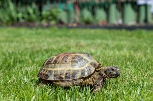 ein Land Schildkröte kriecht auf ein Grün Gras Rasen während das Tag unter das Sonne. gehen Ihre Haustier foto