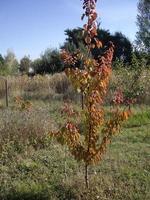 junge Herbstbäume und -büsche auf dem Grundstück foto