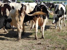 Kühe grasen auf einer Koppel auf einer Weide in einer Herde foto