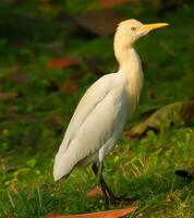 Vogel, Schurke, casmerodius Albus, groß Weiß Kehle Vogel Egretta alba ardeid, Tierwelt Fotografie foto