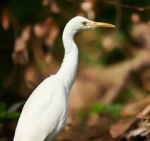 Vogel, Schurke, casmerodius Albus, groß Weiß Kehle Vogel Egretta alba ardeid, Tierwelt Fotografie foto