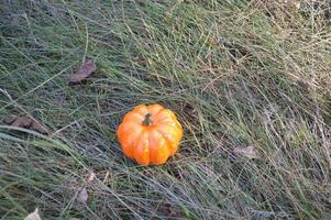 kleiner Herbstkürbis für Halloween im Wald foto