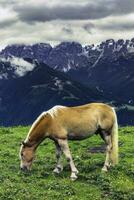 Weiden lassen Pferde im alpin Landschaft foto