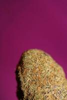 schließen oben von cali tolle fest blühen medizinisch Marihuana Knospen Detail von Cannabis auf lila Hintergründe groß Größe hoch Qualität sofortig Drucke foto