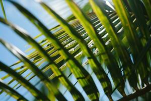 ai generiert schließen oben von ein Palme Baum Blatt mit ein Blau Himmel im das Hintergrund foto