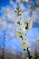 Studioaufnahme von Aprikosenblütenbrunch über Blau foto