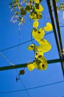 grünes Laub von Aristolochia macrophylla oder pipevin foto