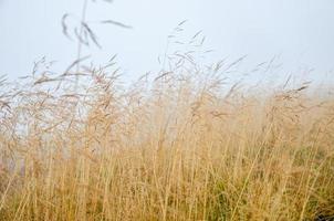 Morgentau im grastrockenen Feld mit Tautropfen. foto