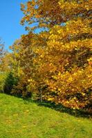 gelbe rot-orange gelb-grüne Blätter der Magnolie, Naturkonzept für Design foto