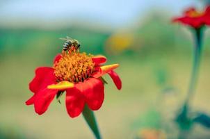 Humblee-Biene sitzt auf einer roten Dahlienblüte foto