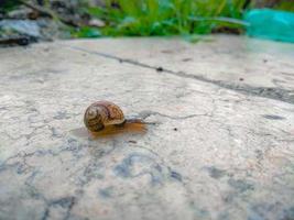 Nahaufnahme einer Schnecke, die nach dem Regen auf einer Marmoroberfläche im Garten kriecht foto