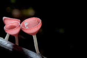 schöner rosa Champagnerpilz im Regenwald foto