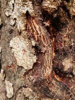 ein Bild von das Textur von braun Baum Rinde oben schließen foto