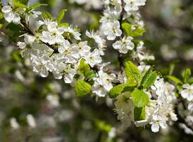 blühen Pflaume Baum. Frühling Zeit. sonnig Tag. Frühling Hintergrund. selektiv Fokus. foto