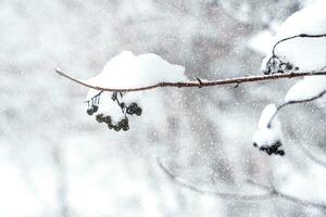 Ast mit Beeren im Schnee. Winter Landschaft. Schneesturm. selektiv Fokus. foto