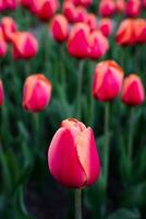 schön rot Tulpen im das Garten. Frühling natürlich Hintergrund. selektiv Fokus. foto