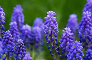 schön Blau Muscari Blumen. natürlich Hintergrund. natürlich Hintergrund. Nahansicht. selektiv Fokus. foto