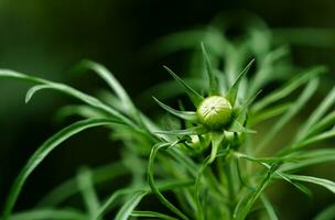 ein ungeöffnet Blume Knospe. natürlich Hintergrund. Nahansicht. selektiv Fokus. foto