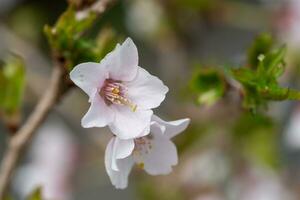 Fuji-Kirsche, Prunus Incisa foto