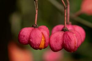 Spindel, euonymus europaeus foto