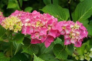 Penny Mac, Hydrangea macrophylla foto